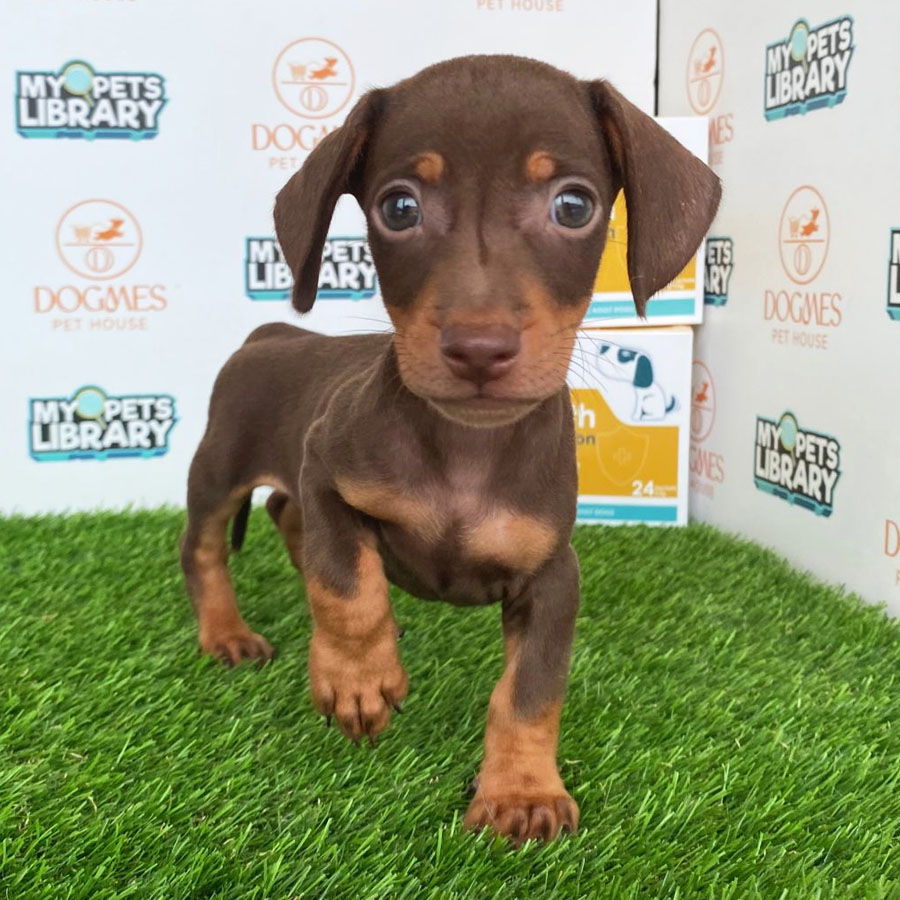 Miniature Dachshund Puppy (Male) For Sale