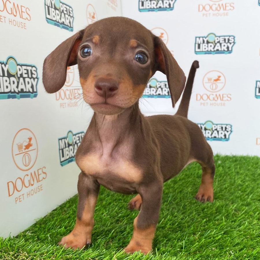 Miniature Dachshund Puppy (Male) For Sale