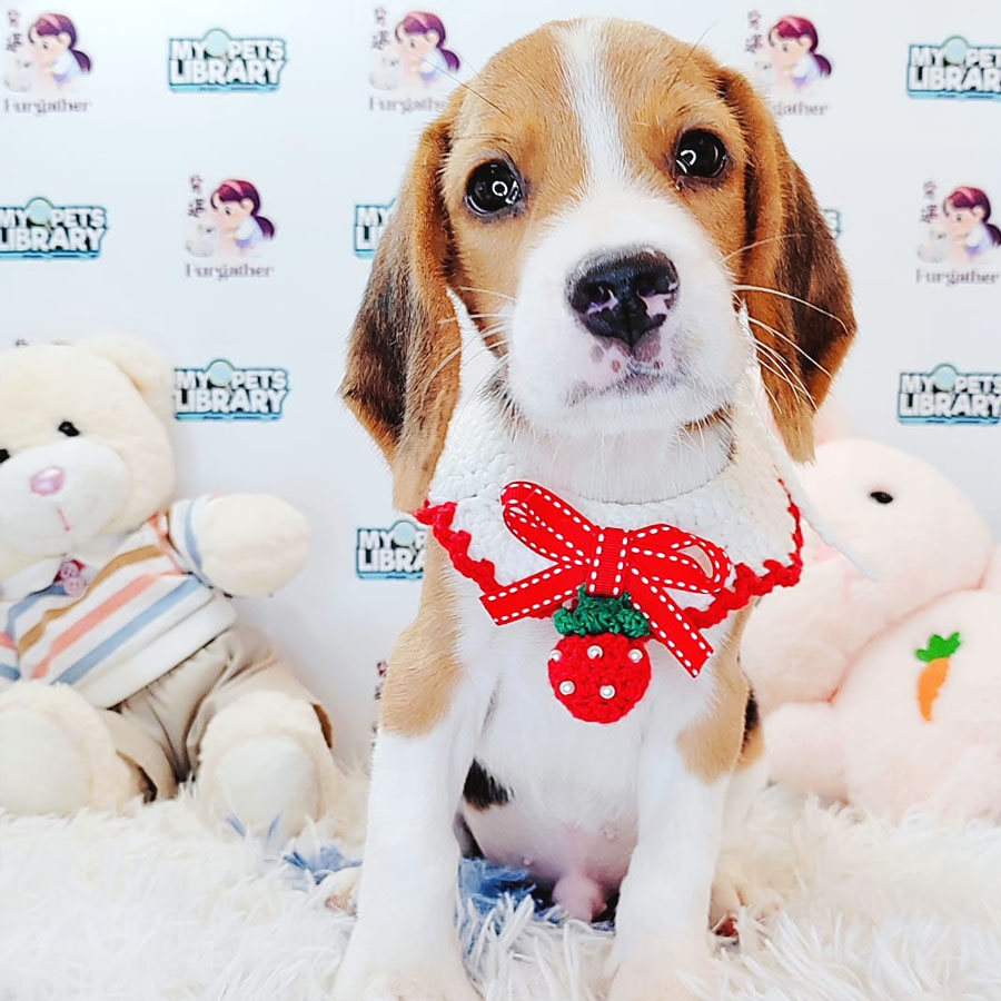 Beagle Puppy (Male) For Sale