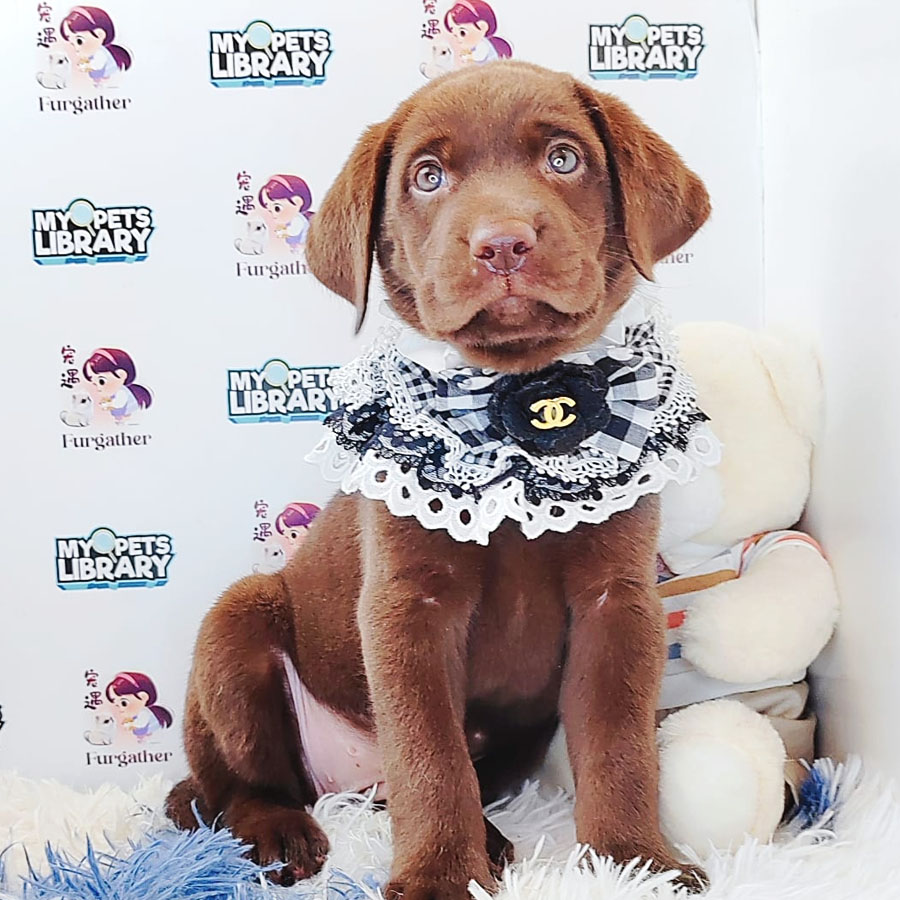Labrador Puppy (Male) For Sale