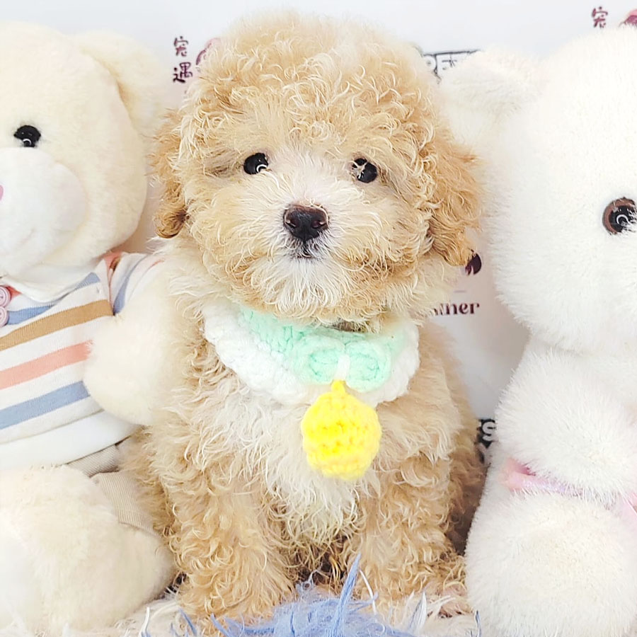 Tiny Poodle Puppy (Male) For Sale