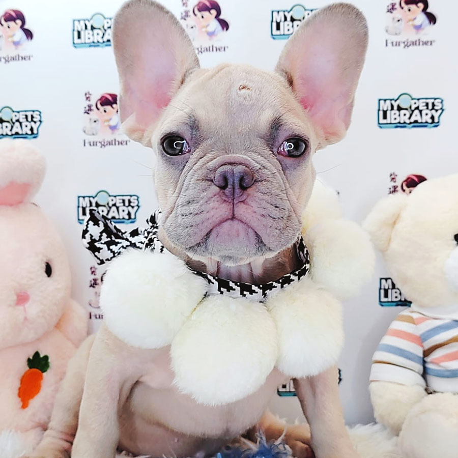 French Bulldog Puppy (Female) For Sale