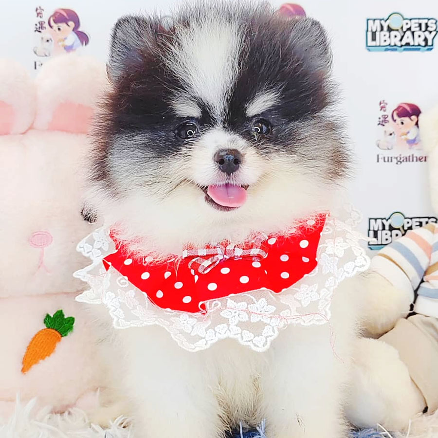 Pomeranian Puppy (Female) For Sale