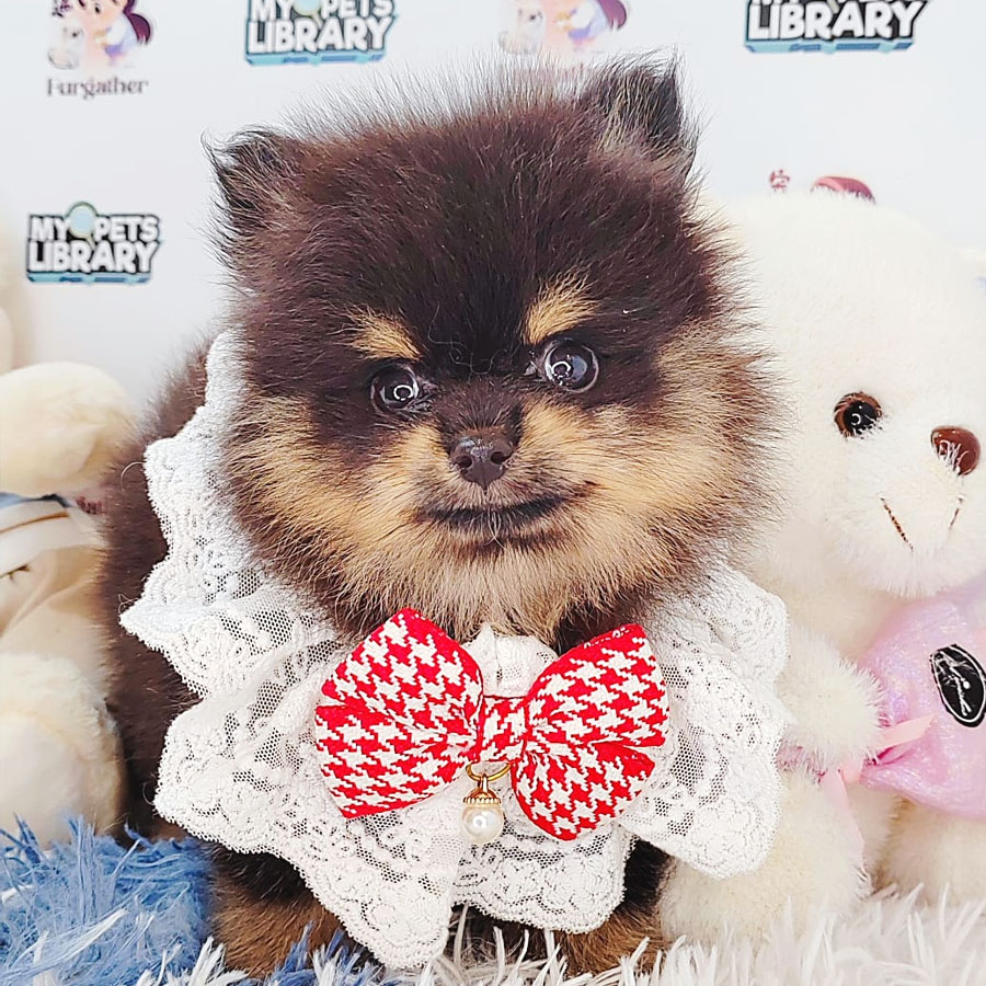 Pomeranian Puppy (Male) For Sale