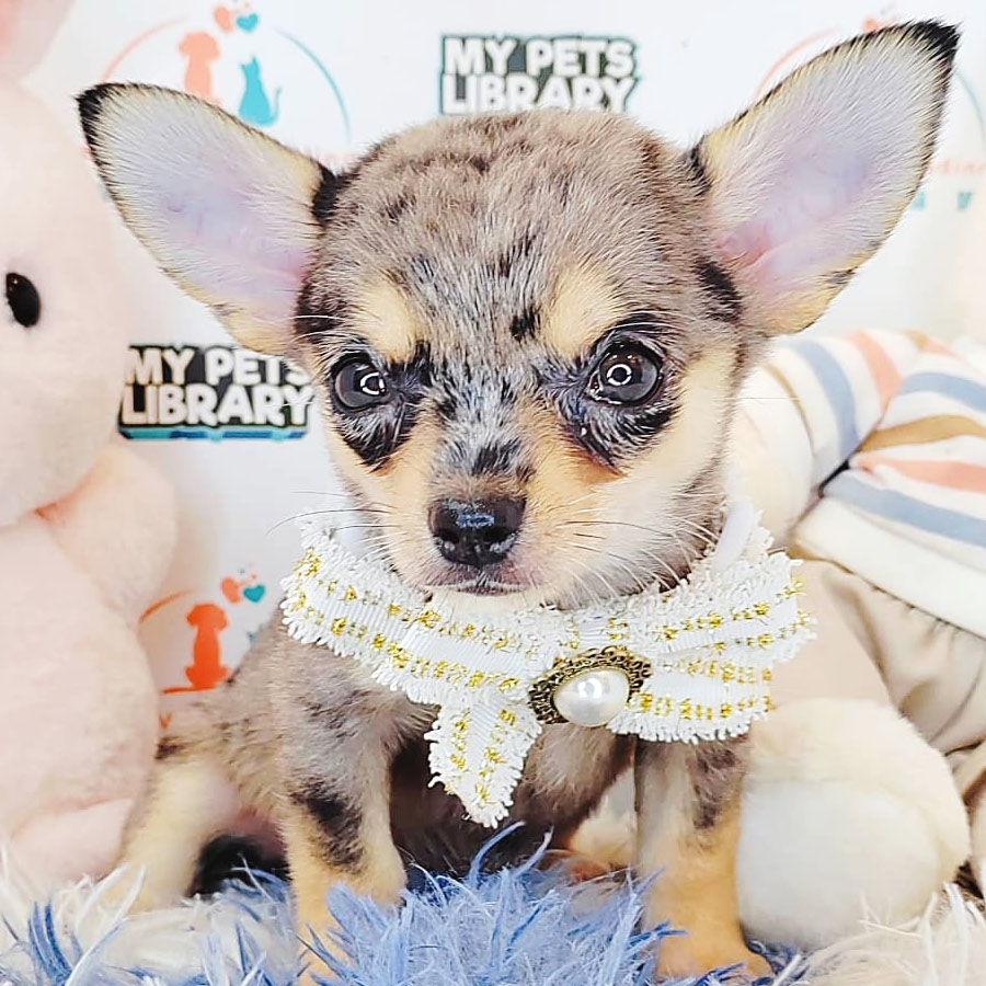 Chihuahua Puppy (Male) For Sale