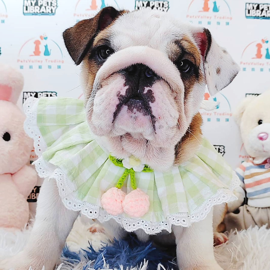 English Bulldog Puppy (Male) For Sale