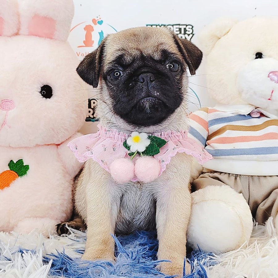 Pug Puppy (Female) For Sale