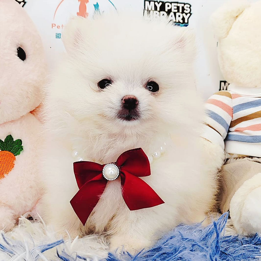 Pomeranian Puppy (Female) For Sale