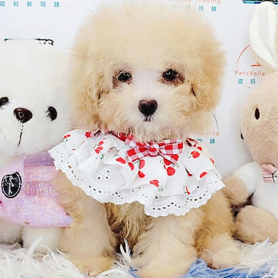 Maltipoo Puppy (Female) For Sale