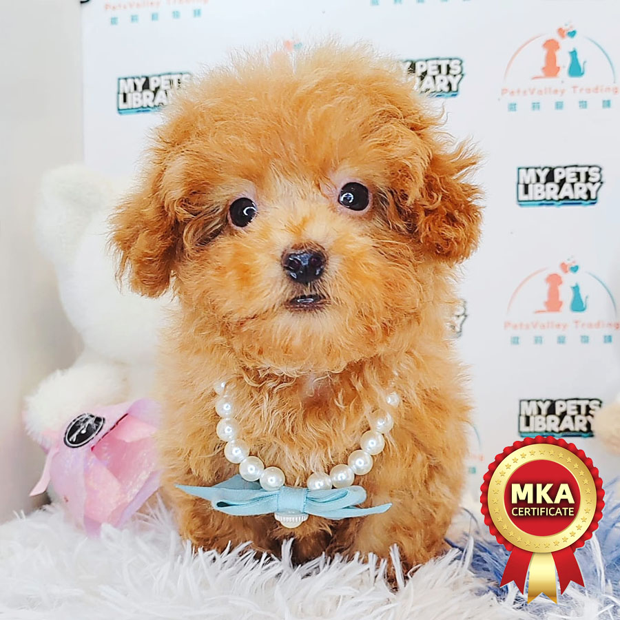 MKA Teacup Poodle Puppy (Male) For Sale