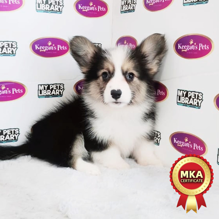 MKA Longcoat Welsh Crogi Puppy (Female) For Sale