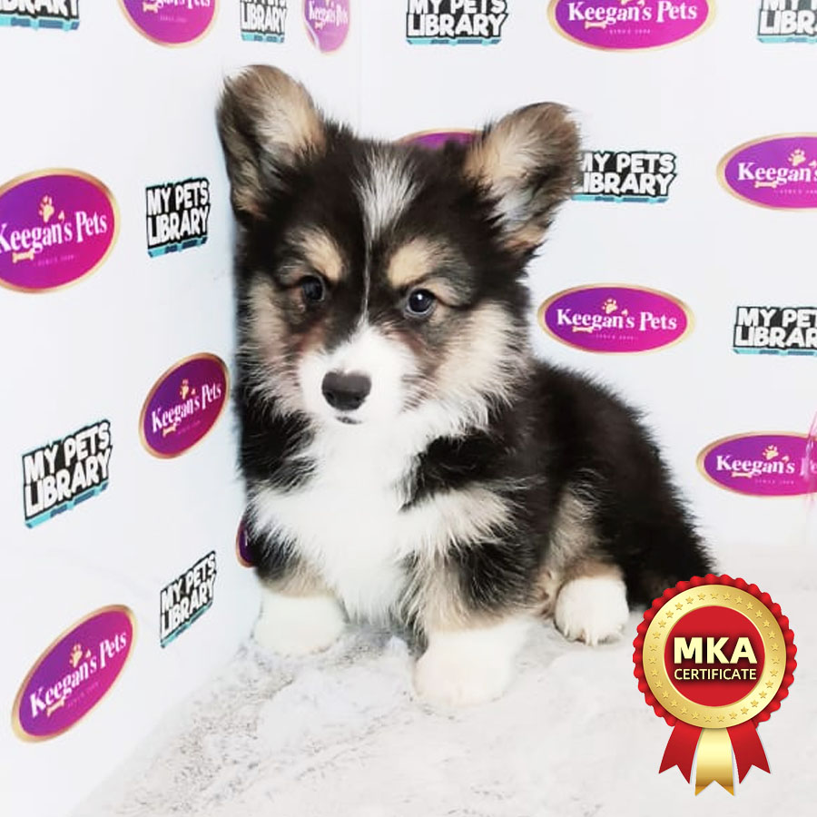 MKA Longcoat Welsh Crogi Puppy (Male) For Sale