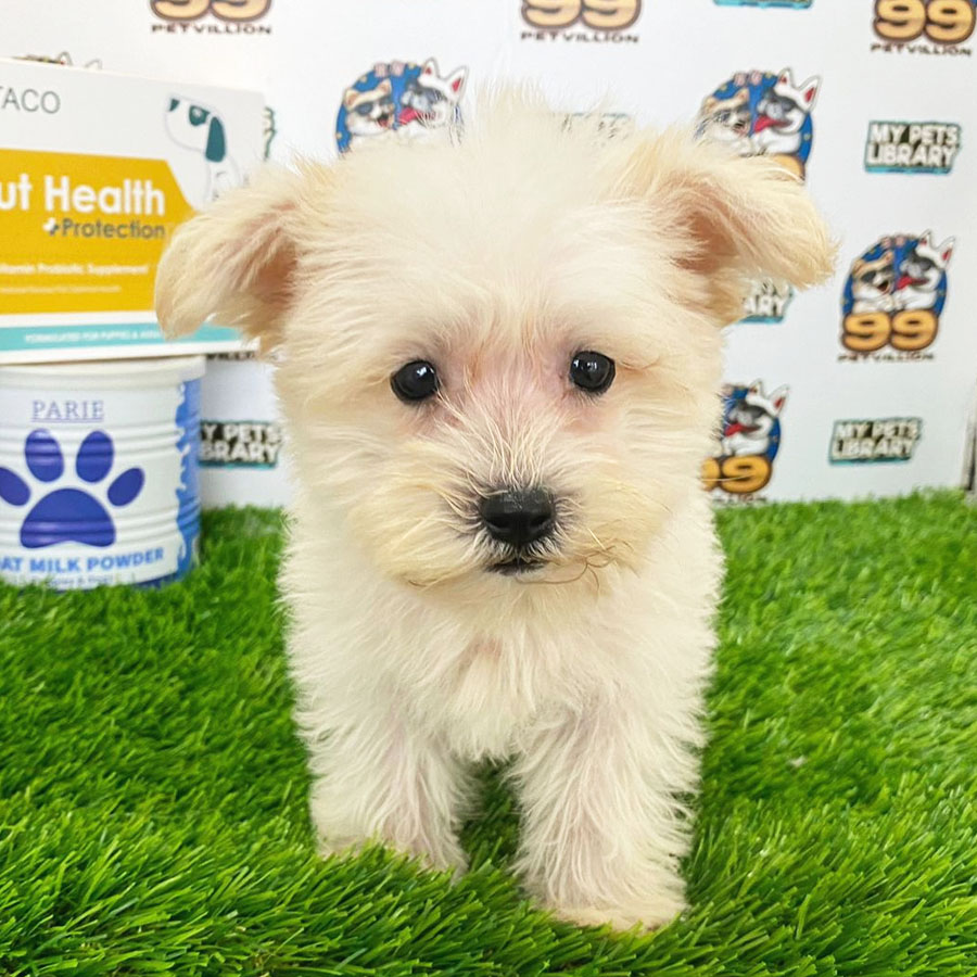Schnazuer Puppy (Female) For Sale