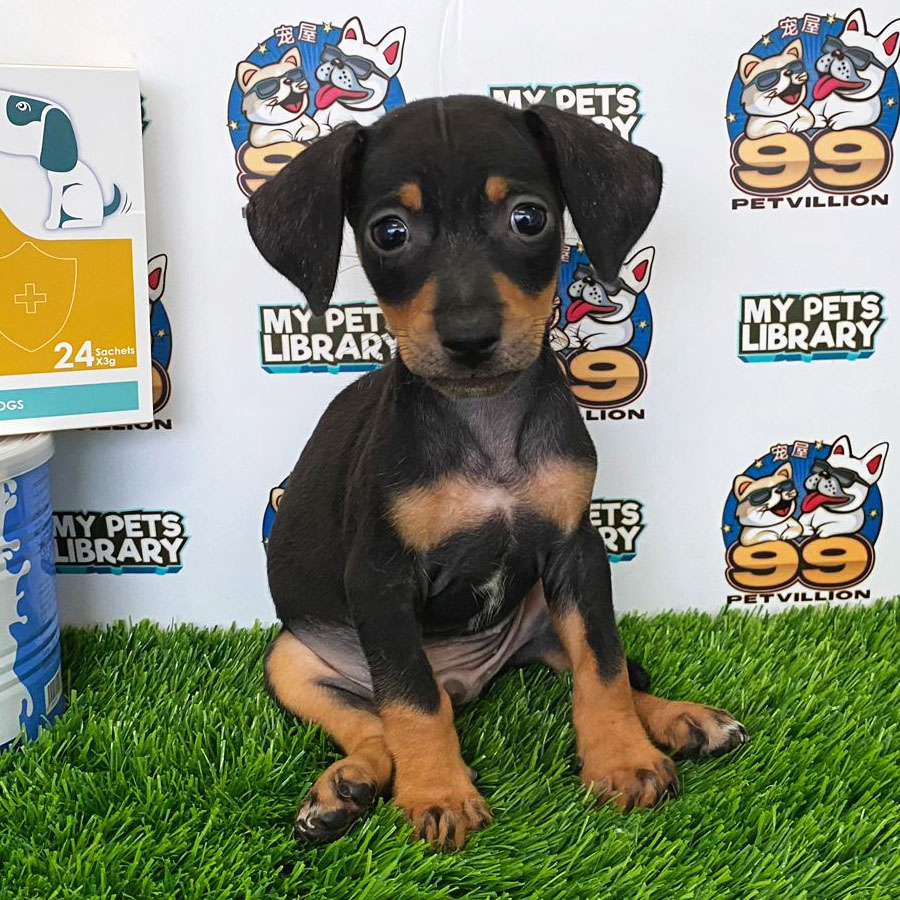 Miniature Dachshund Puppy (Male) For Sale