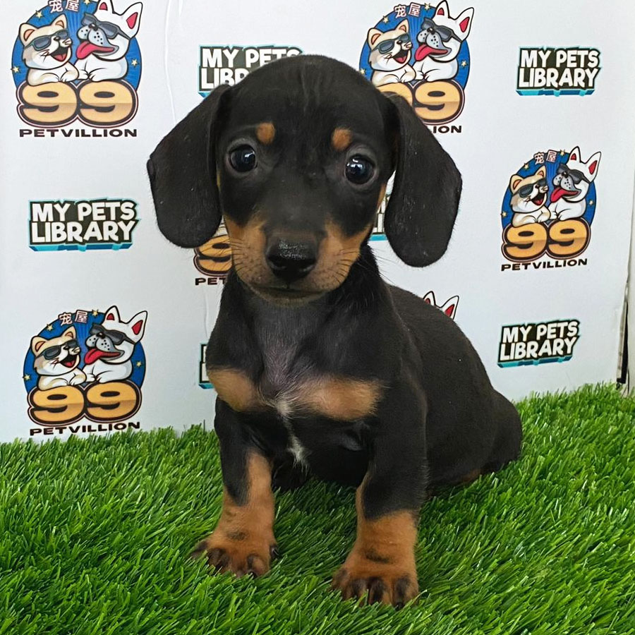 Miniature Dachshund Puppy (Male) For Sale