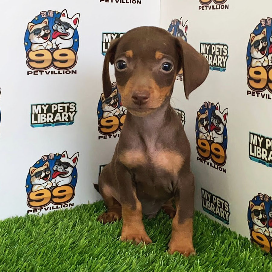 Miniature Dachshund Puppy (Male) For Sale