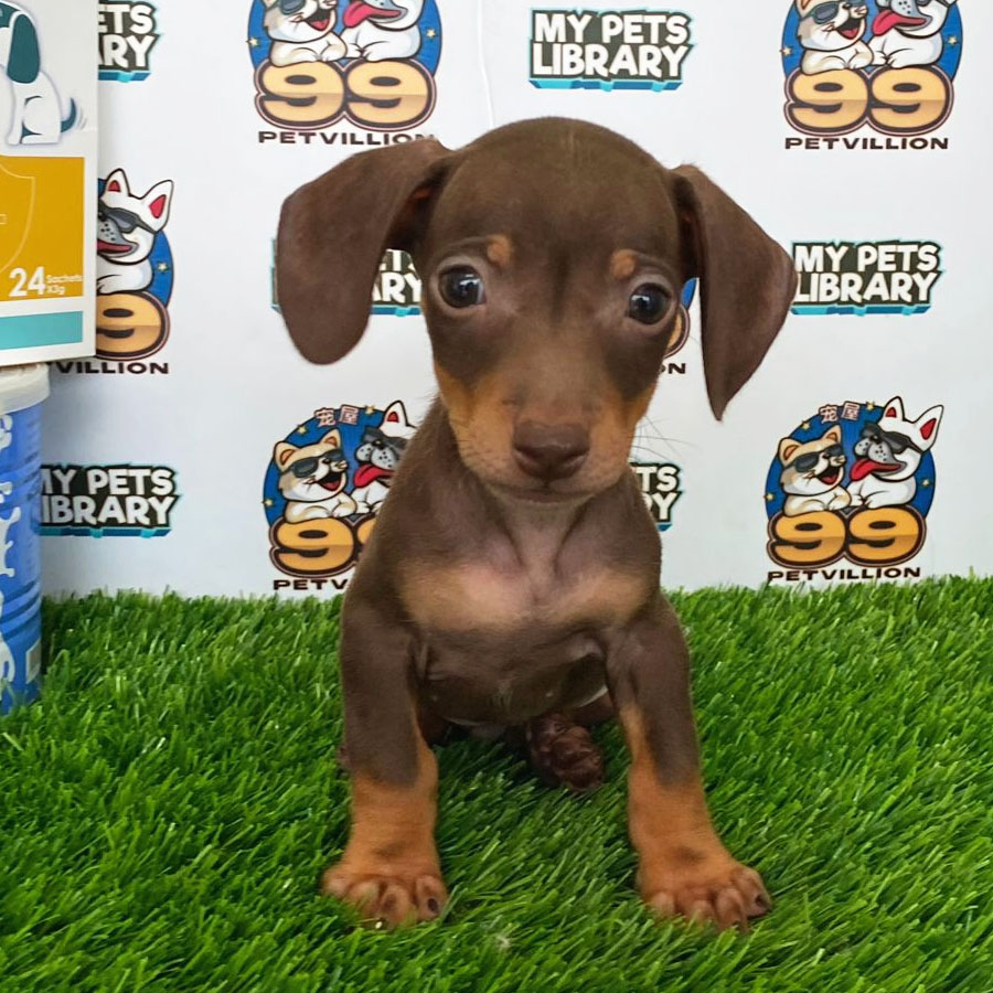 Miniature Dachshund Puppy (Male) For Sale