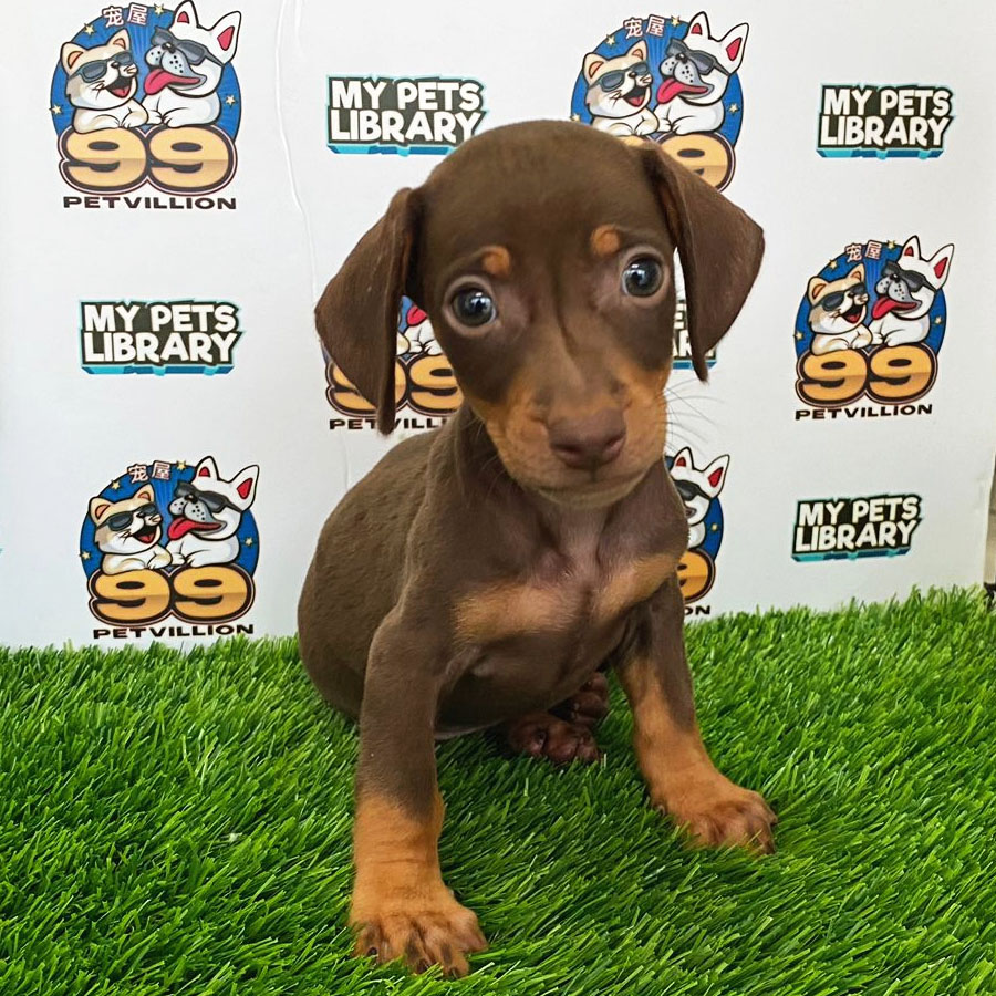 Miniature Dachshund Puppy (Male) For Sale