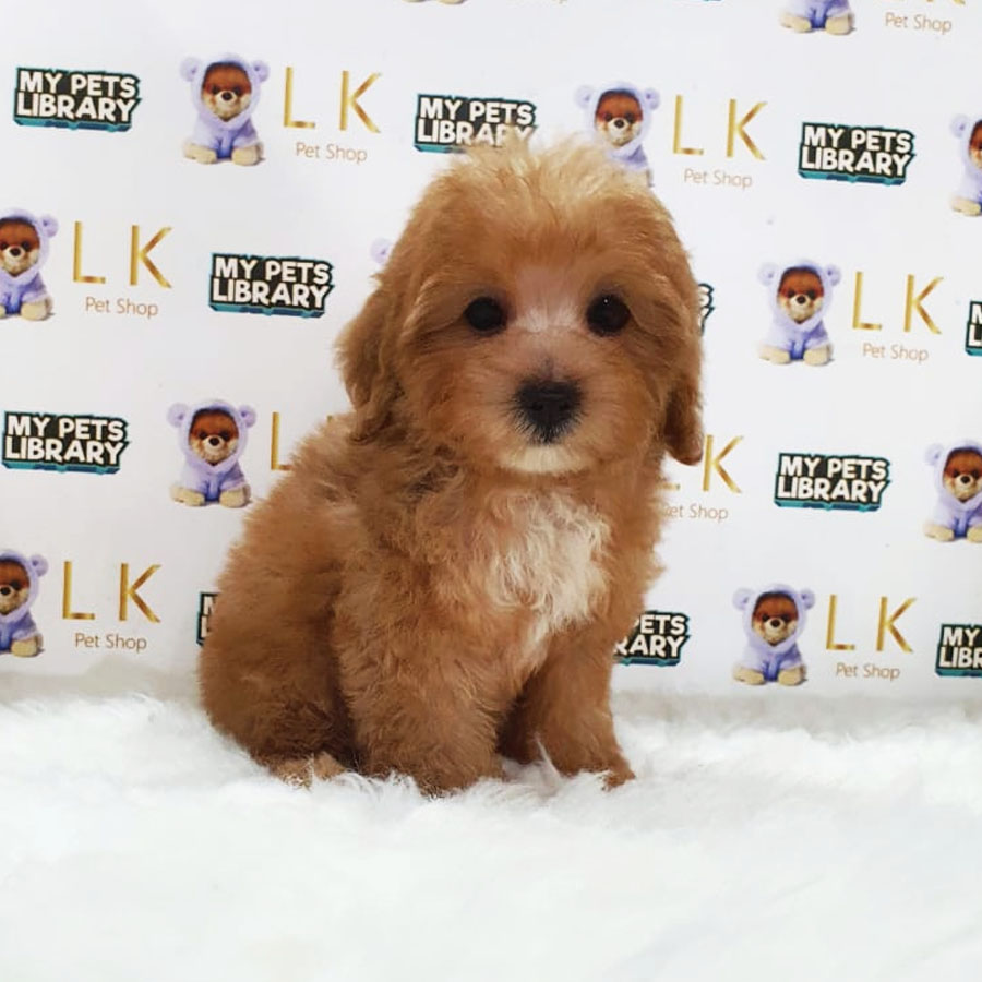 Maltipoo Puppy (Female) For Sale