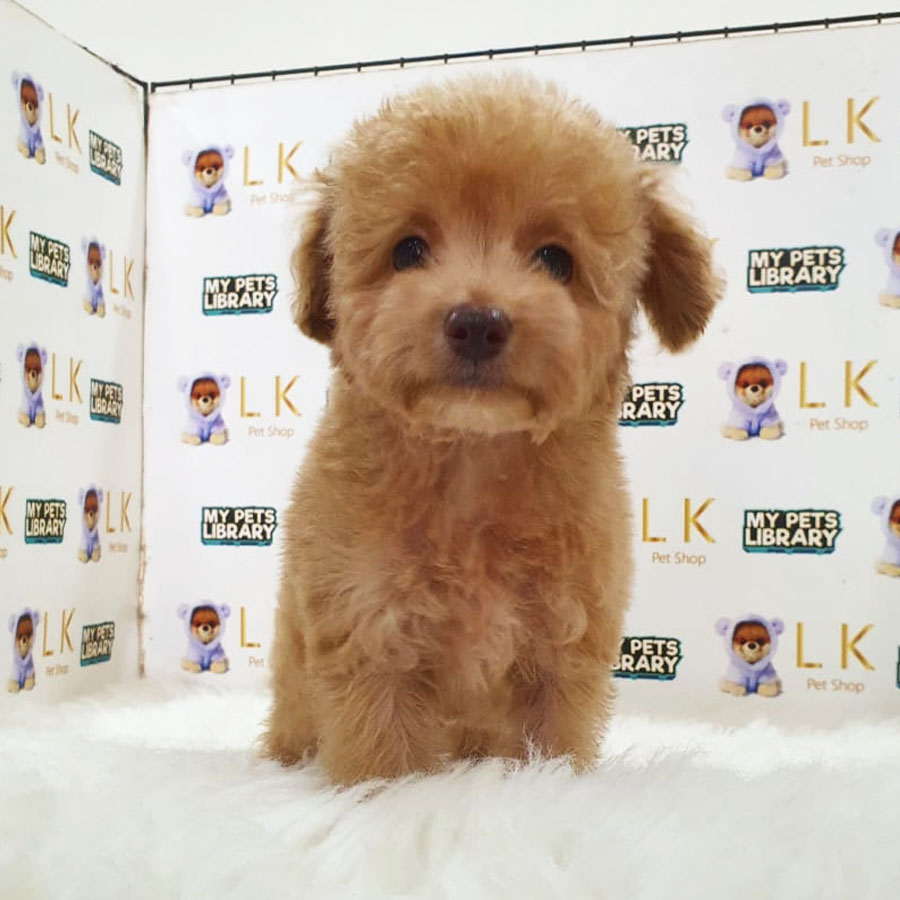 Toy Poodle Puppy (Female) For Sale