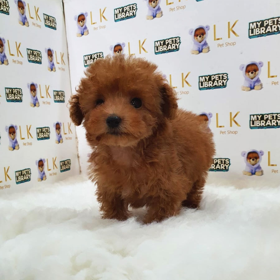 Tiny Poodle Puppy (Female) For Sale