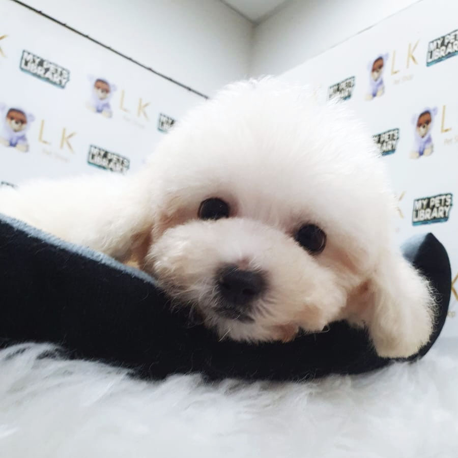 Tiny Poodle Puppy (Male) For Sale
