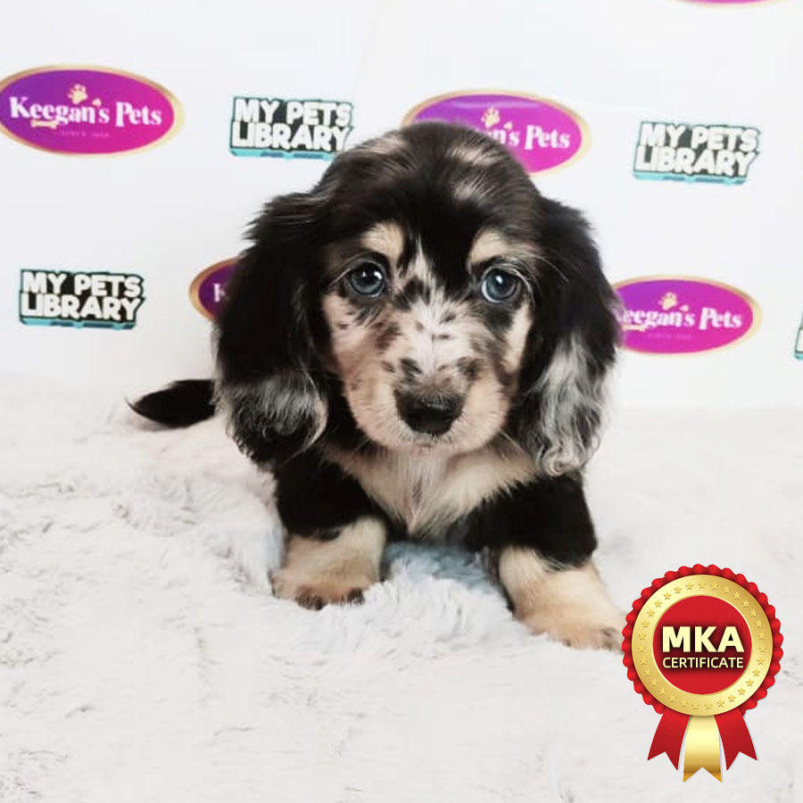 MKA Longhair Miniature Dachshund Puppy (Female) For Sale