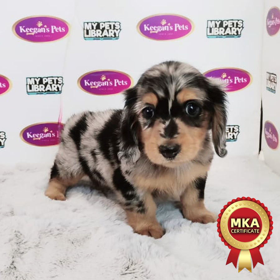 MKA Longhair Miniature Dachshund Puppy (Female) For Sale