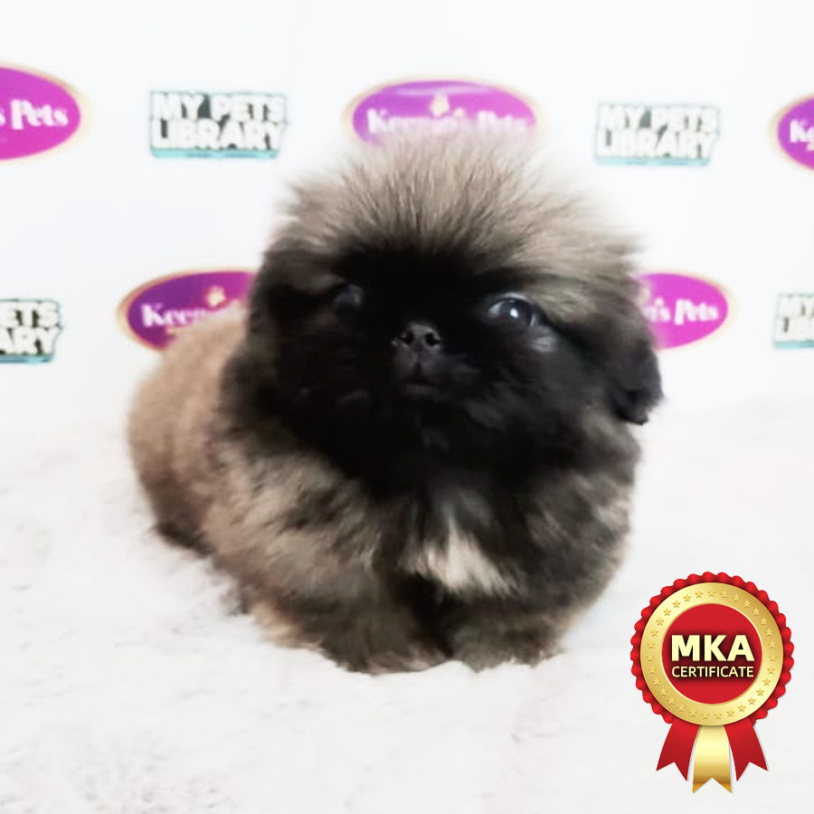 MKA Longhair Pekingese Puppy (Female) For Sale
