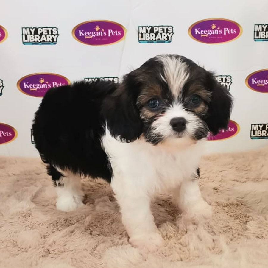 Cavapoo Puppy (Female) For Sale