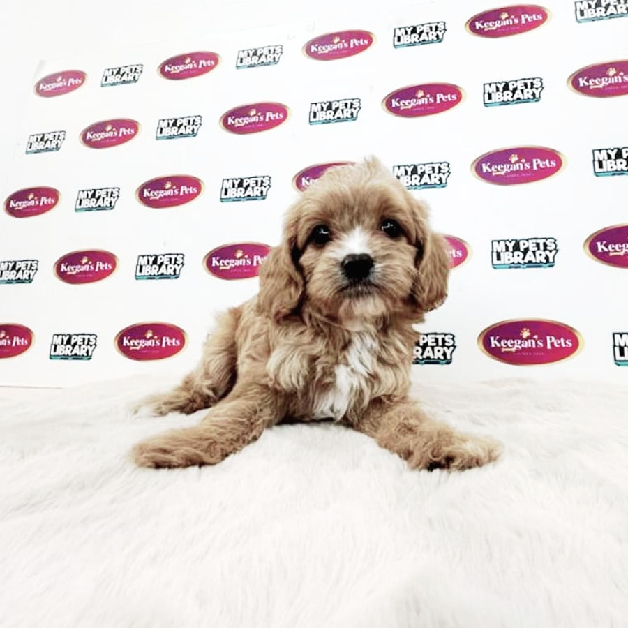 Cavapoo Puppy (Male) For Sale
