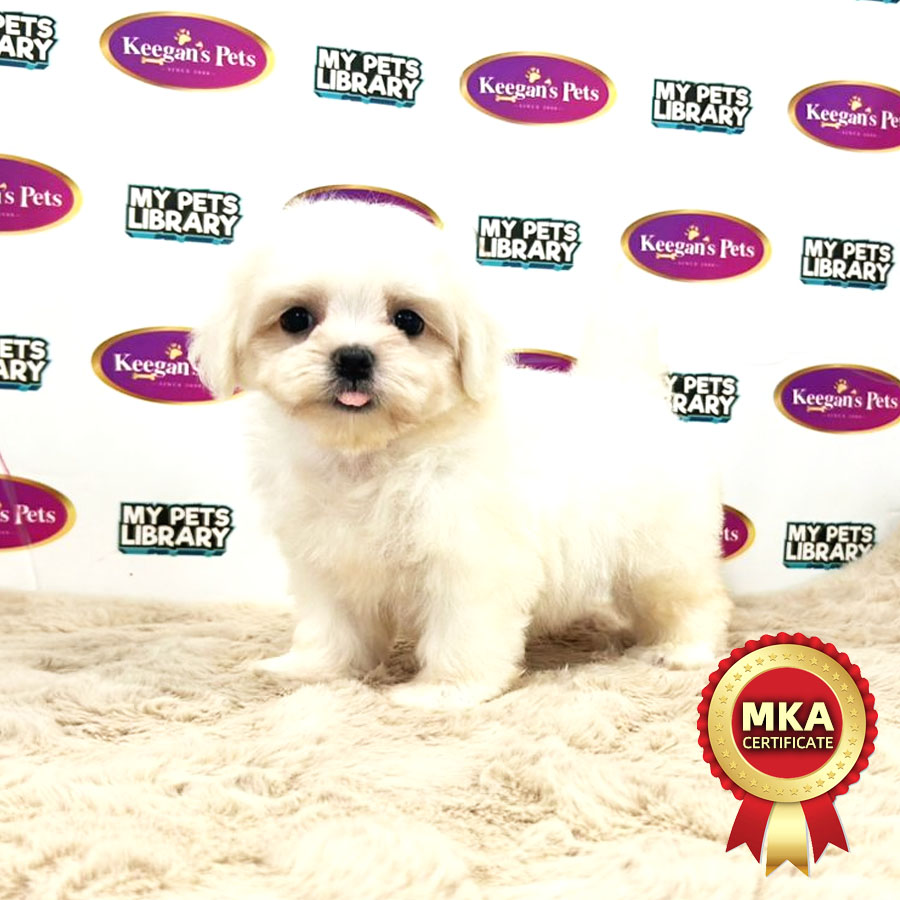 MKA Tiny Maltese Puppy (Female) For Sale