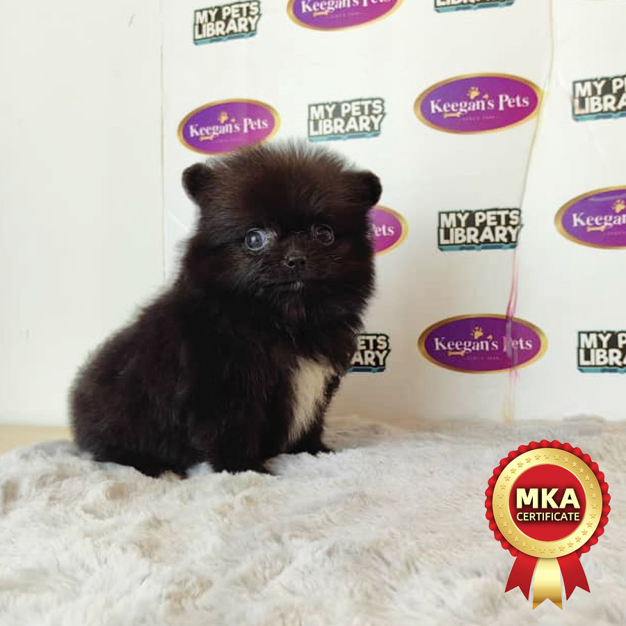 MKA Pomeranian Puppy (Female) For Sale