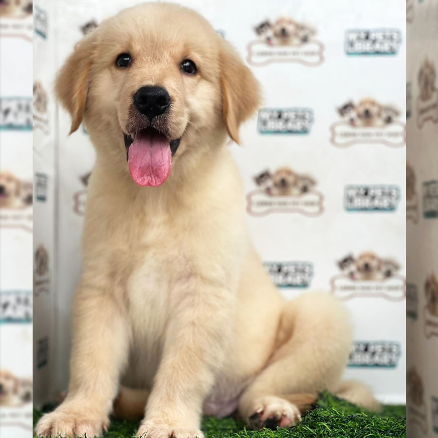 Golden Retriever Puppy (Male) For Sale