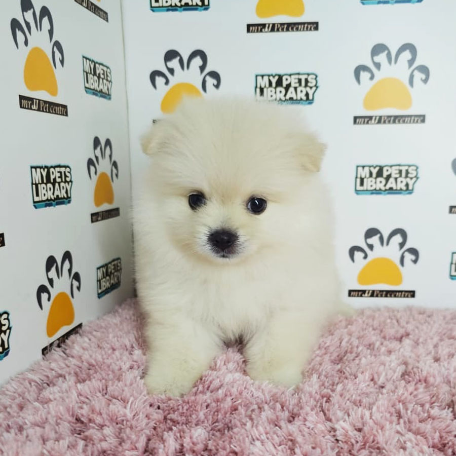 Tiny Pomeranian Puppy (Female) For Sale