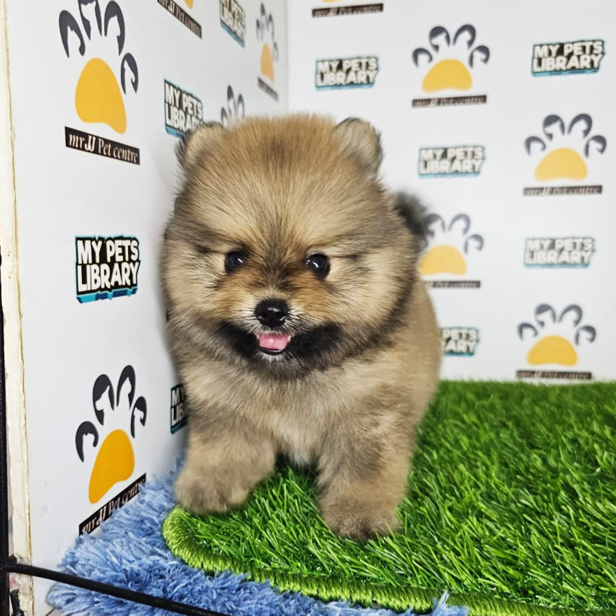 Tiny Pomeranian Puppy (Male) For Sale