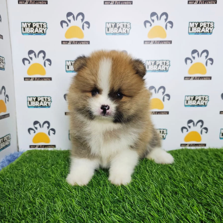 Tiny Pomeranian Puppy (Male) For Sale