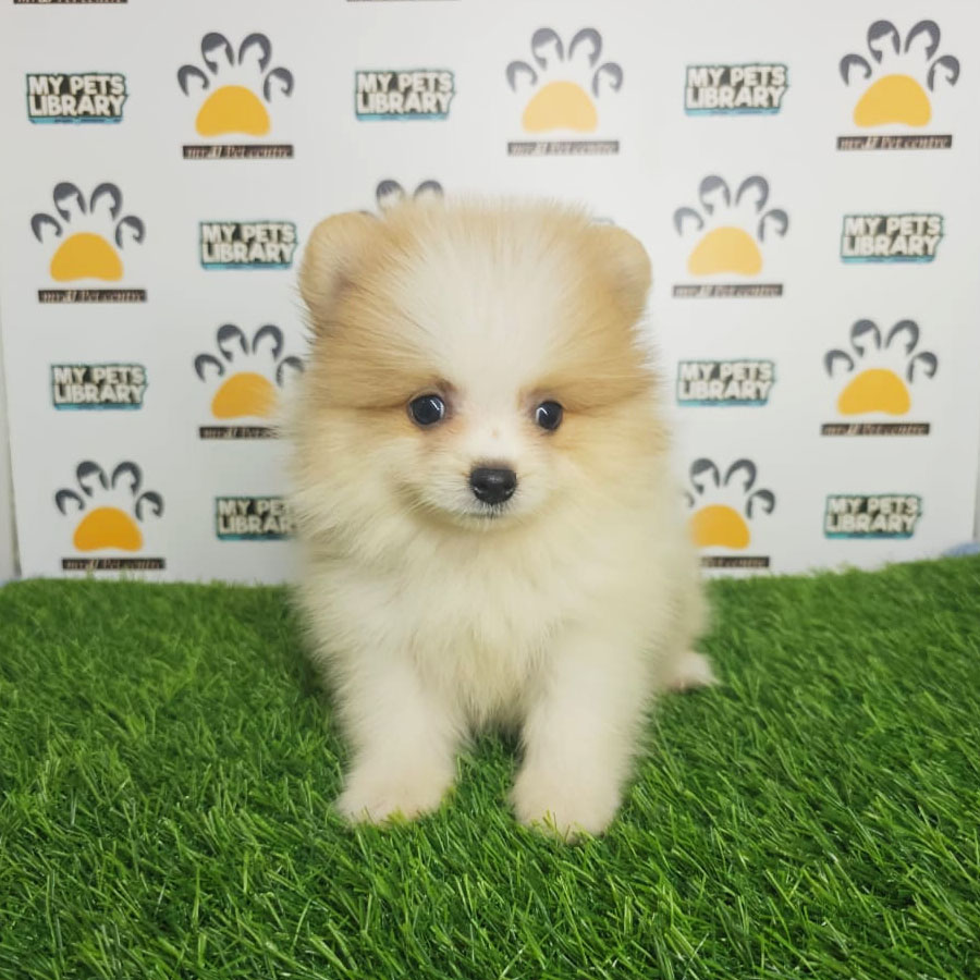 Tiny Pomeranian Puppy (Male) For Sale