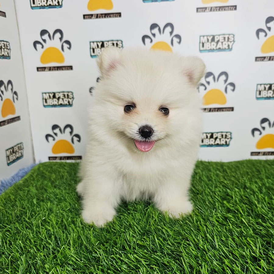 Tiny Pomeranian Puppy (Male) For Sale
