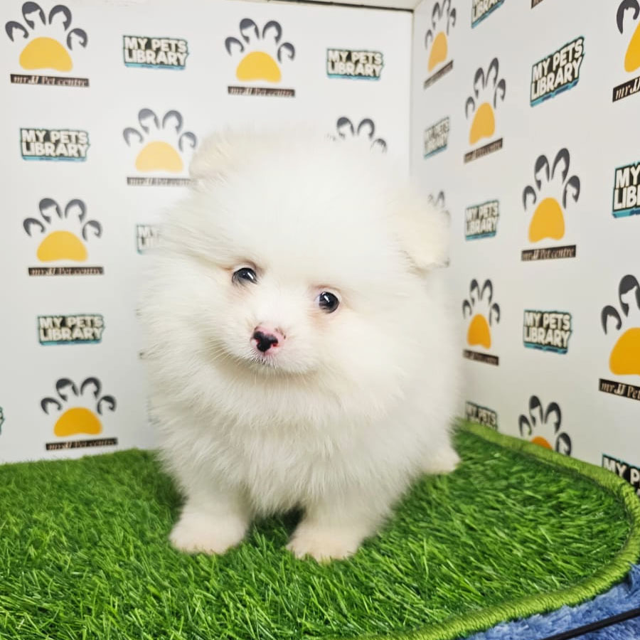 Tiny Pomeranian Puppy (Male) For Sale