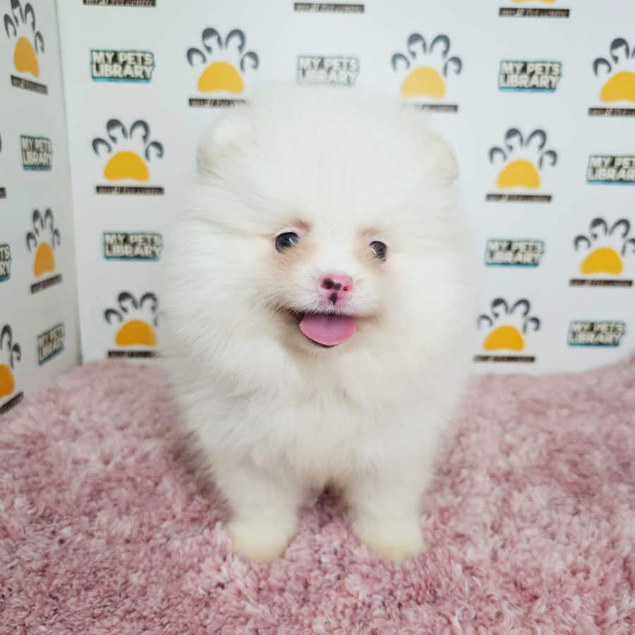Tiny Pomeranian Puppy (Female) For Sale