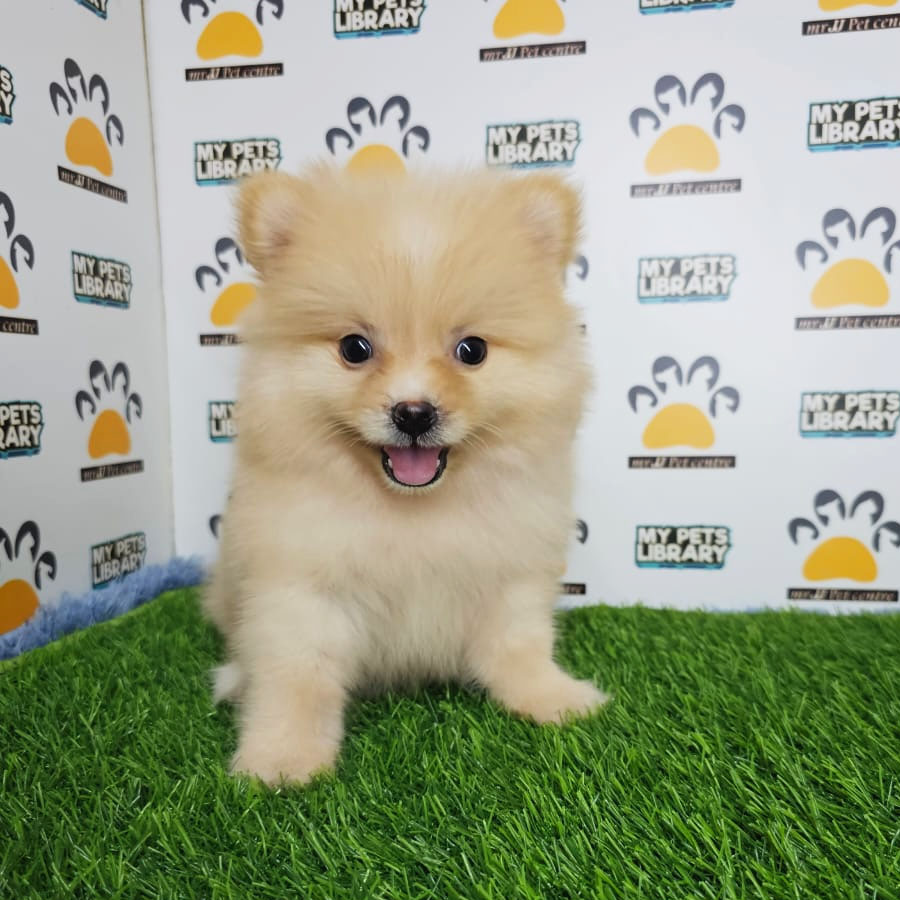 Tiny Pomeranian Puppy (Male) For Sale