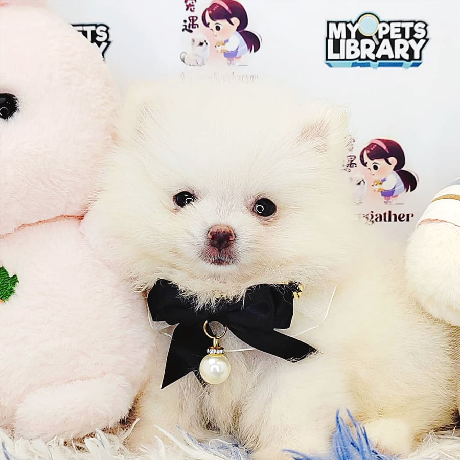 Pomeranian Puppy (Female) For Sale