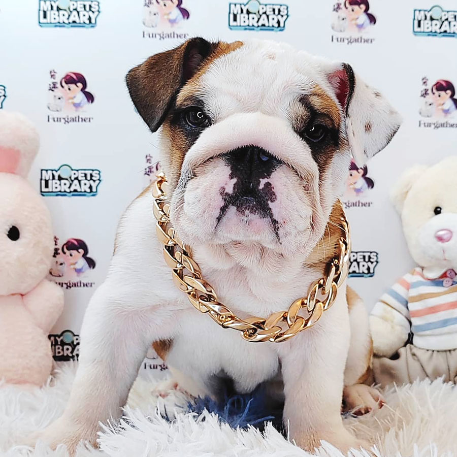 English Bulldog Puppy (Male) For Sale