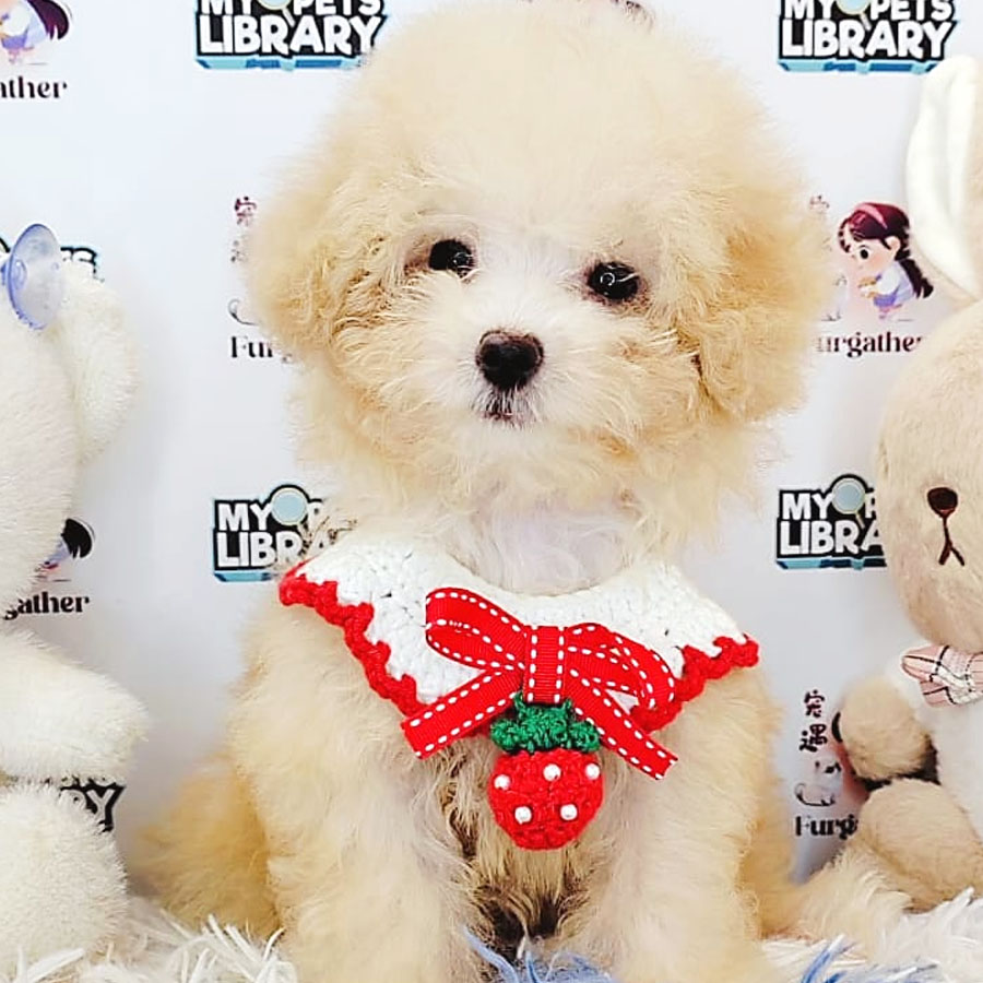 Toy Poodle Puppy (Female) For Sale