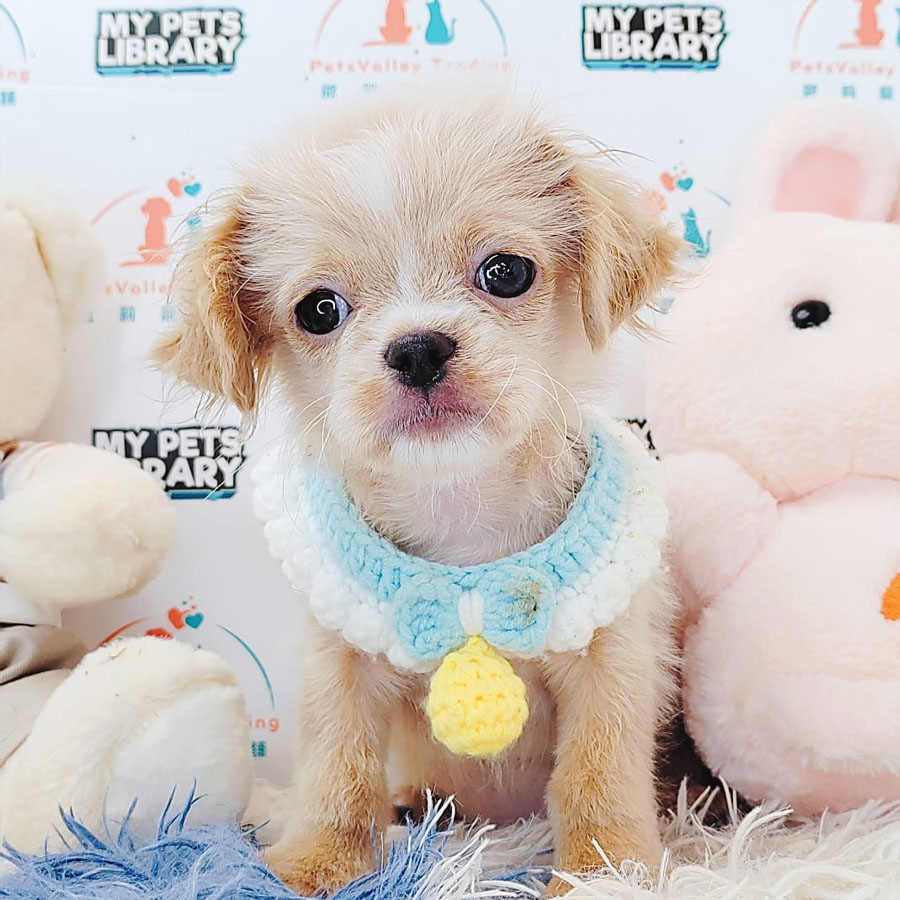 Peekapoo Puppy (Male) For Sale