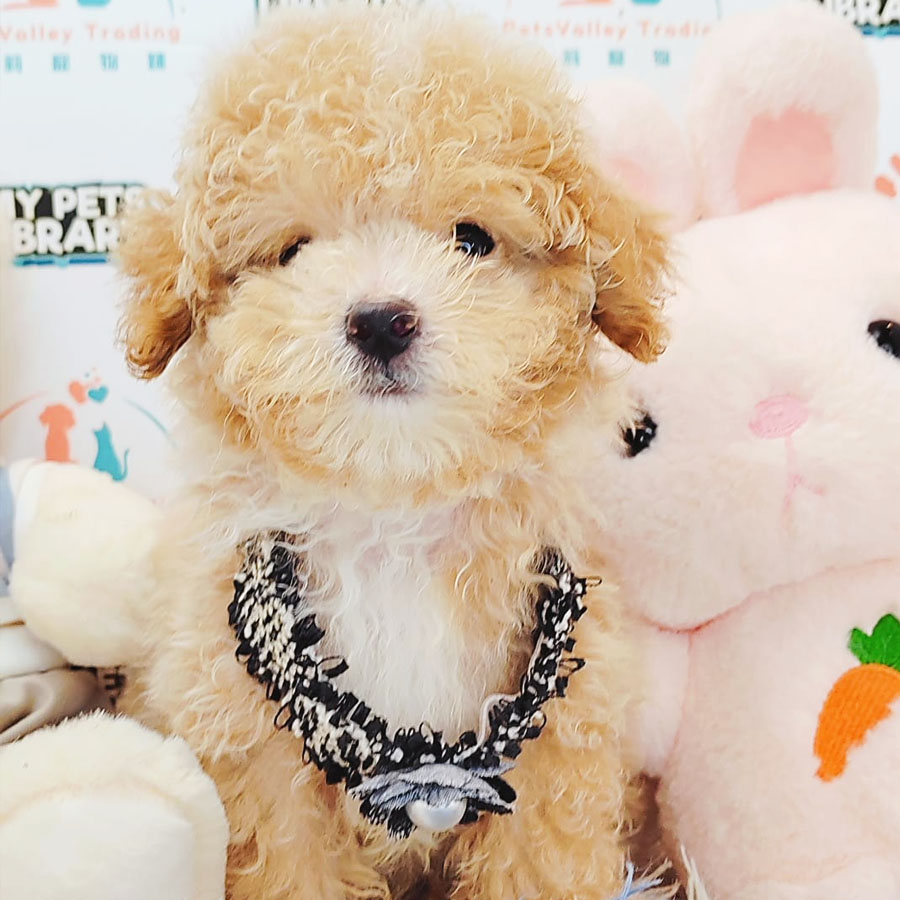 Tiny Poodle Puppy (Male) For Sale