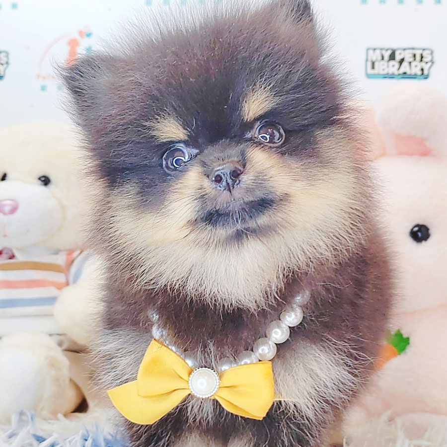 Pomeranian Puppy (Male) For Sale
