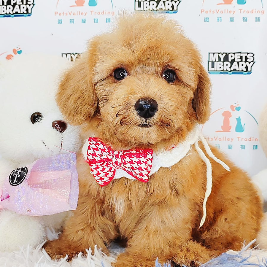 Toy Poodle Puppy (Male) For Sale