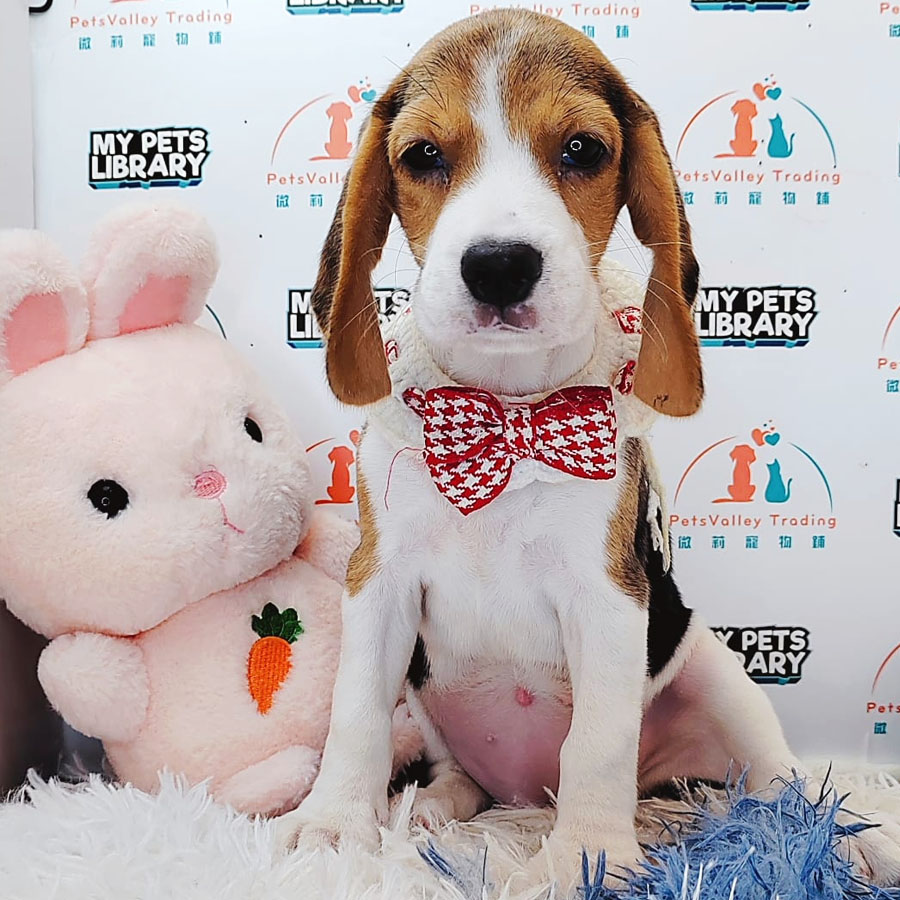 Beagle Puppy (Female) For Sale